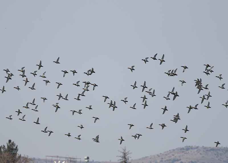Red-crested Pochard