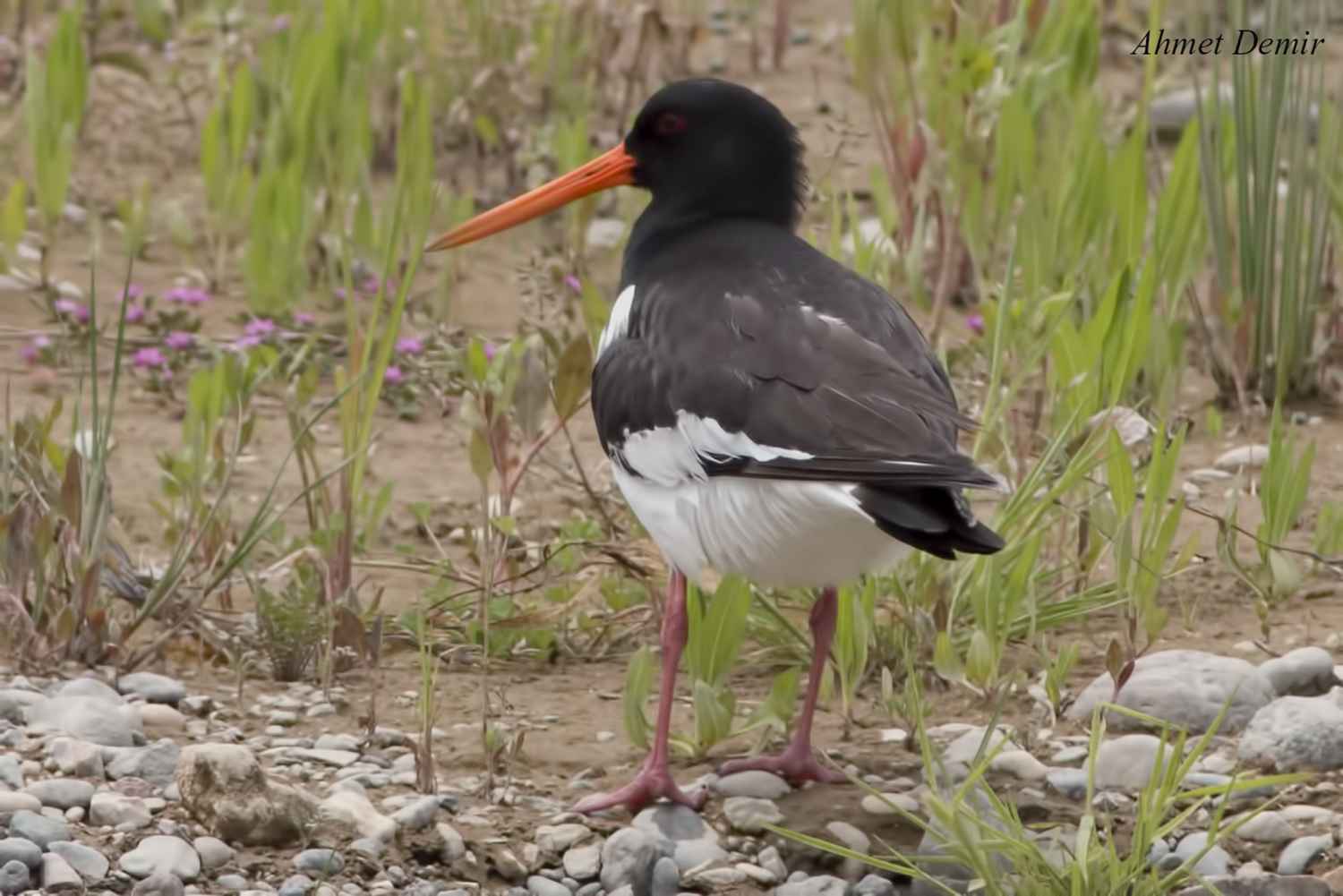 Eurasian Oystercatcher