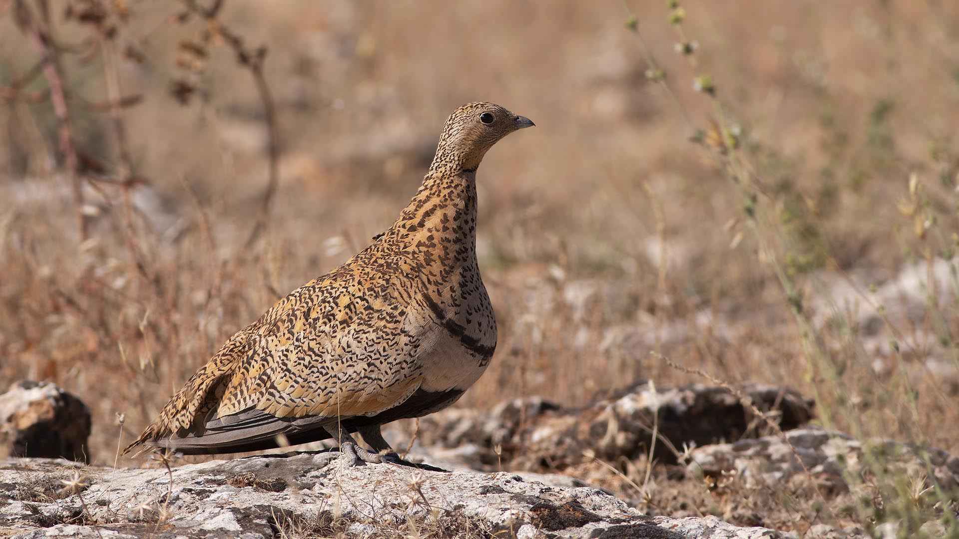 Black-bellied Sandgrouse