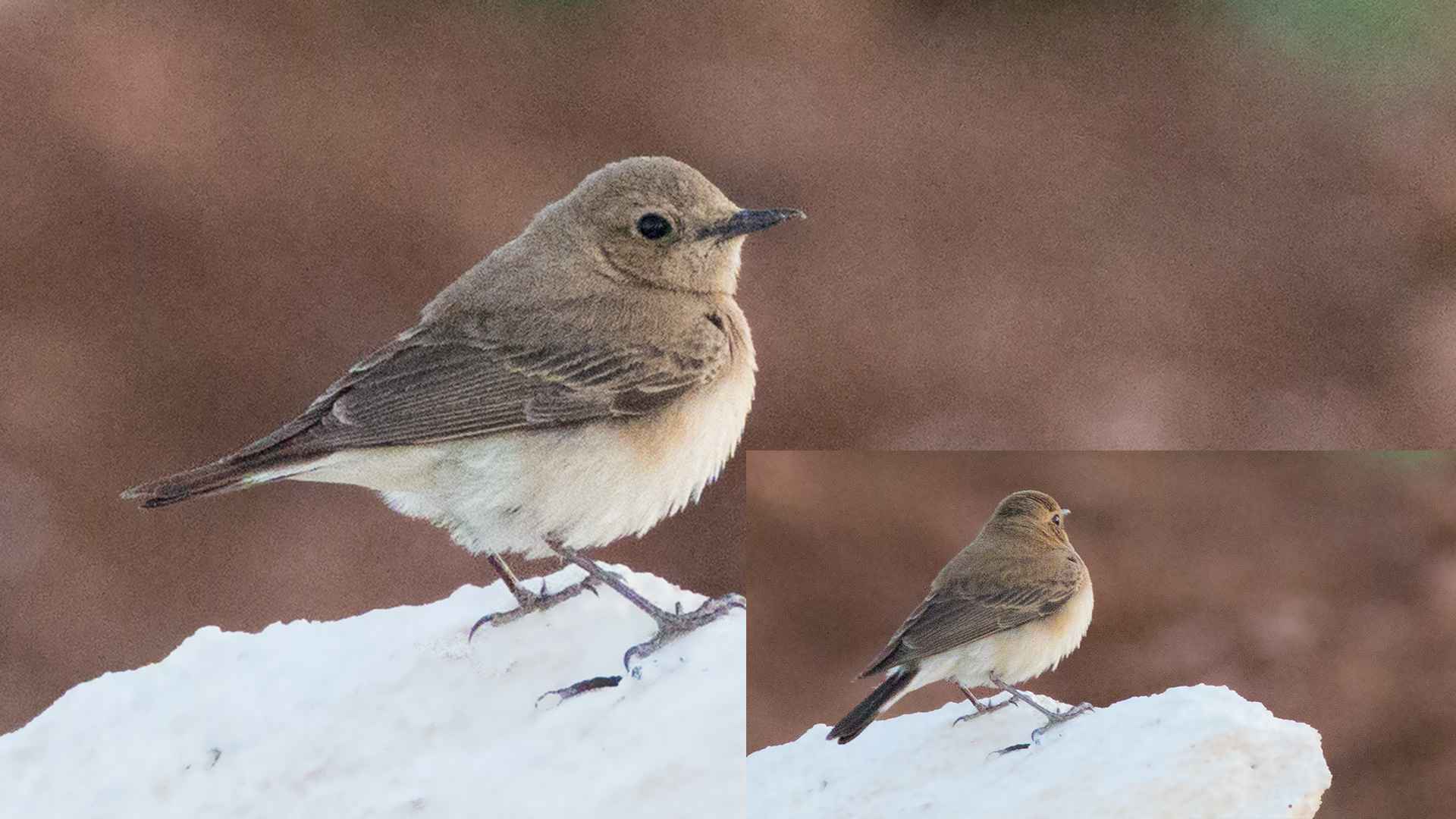 Desert Wheatear