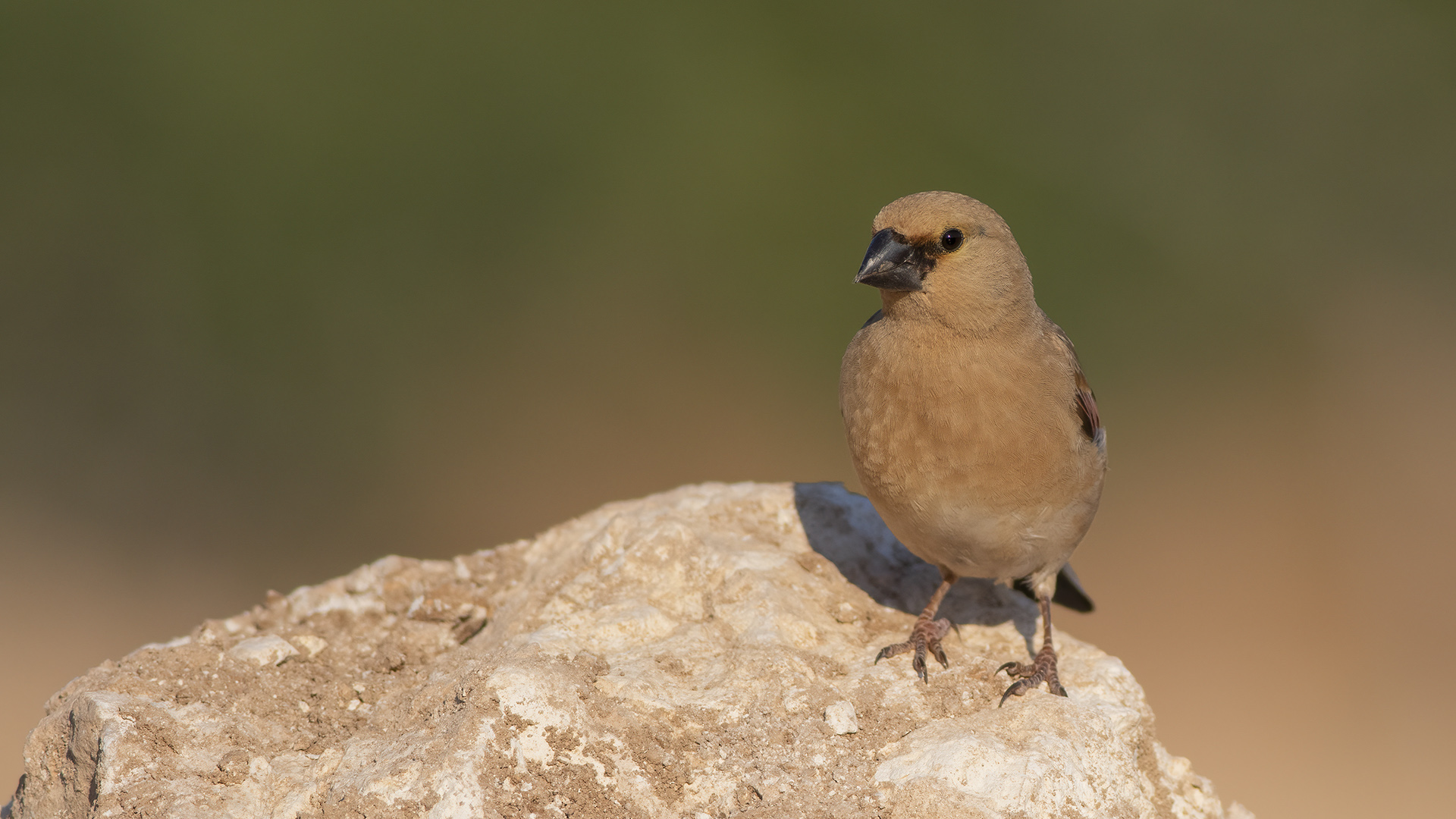 Desert Finch
