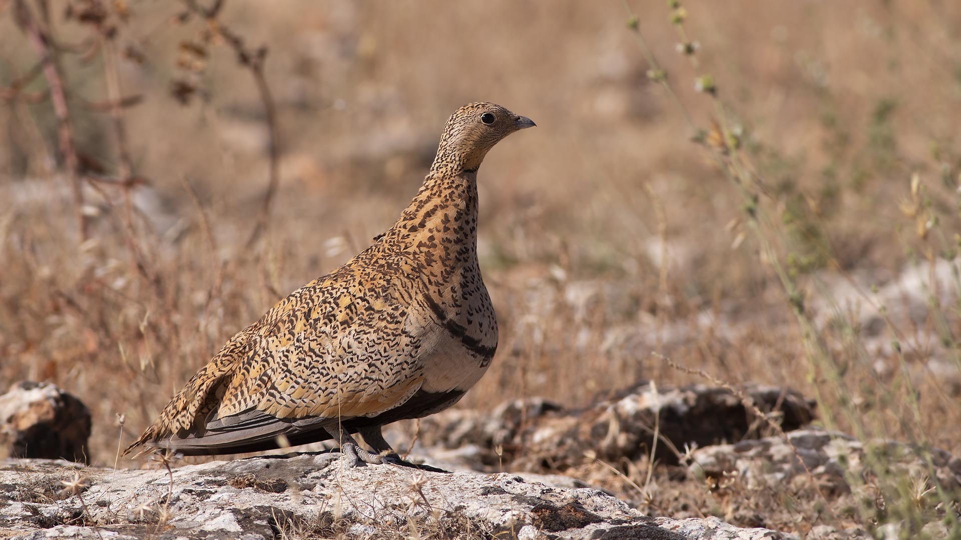 Black-bellied Sandgrouse