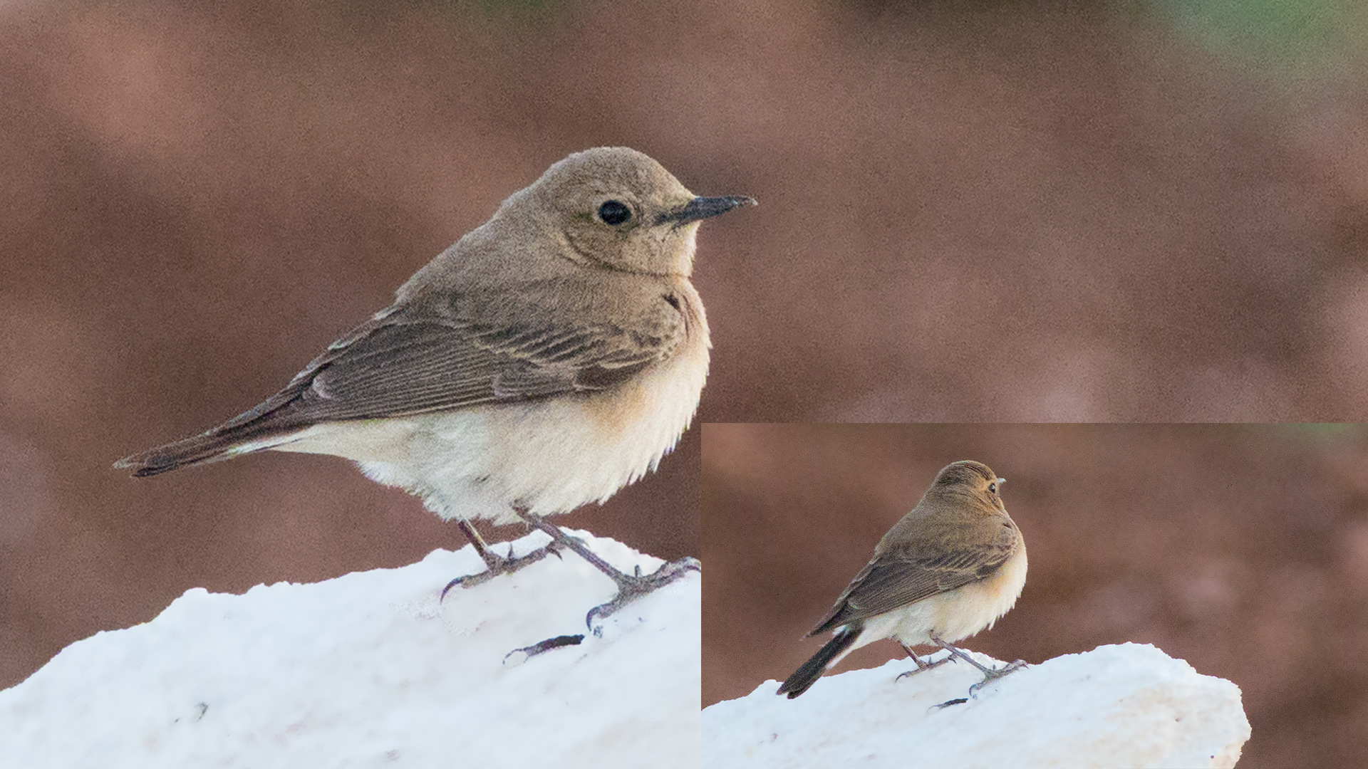 Desert Wheatear