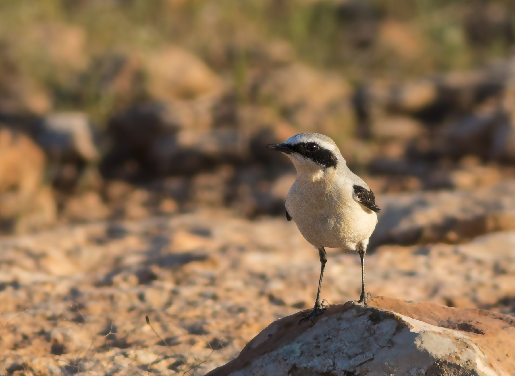 Northern Wheatear