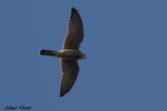Lanner Falcon