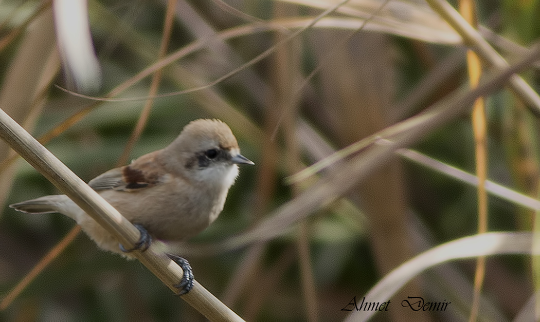 Eurasian Penduline-Tit