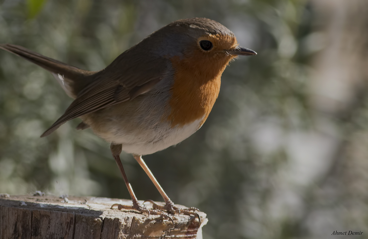 European Robin