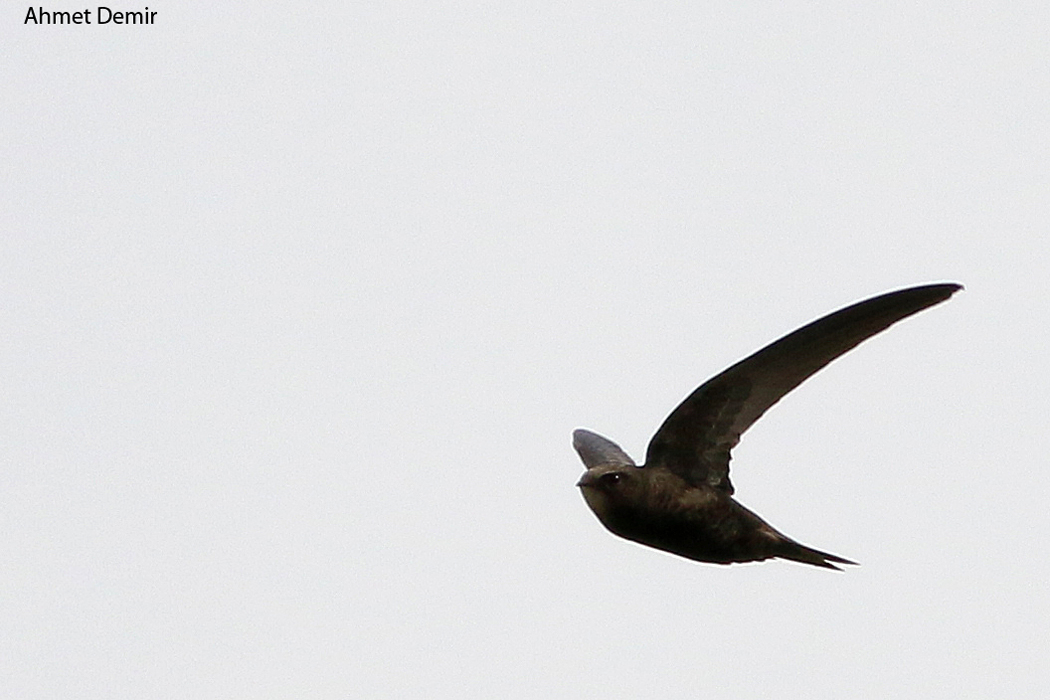 Common Swift