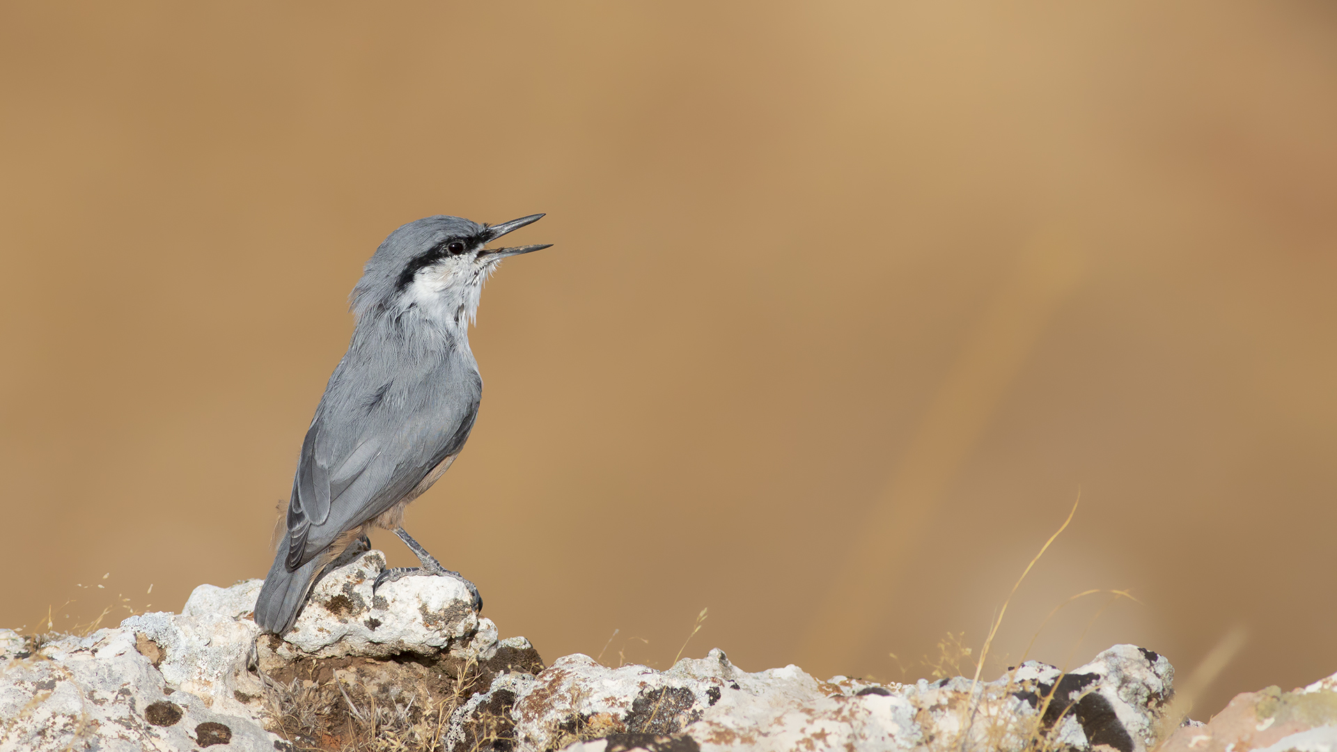 Western Rock Nuthatch
