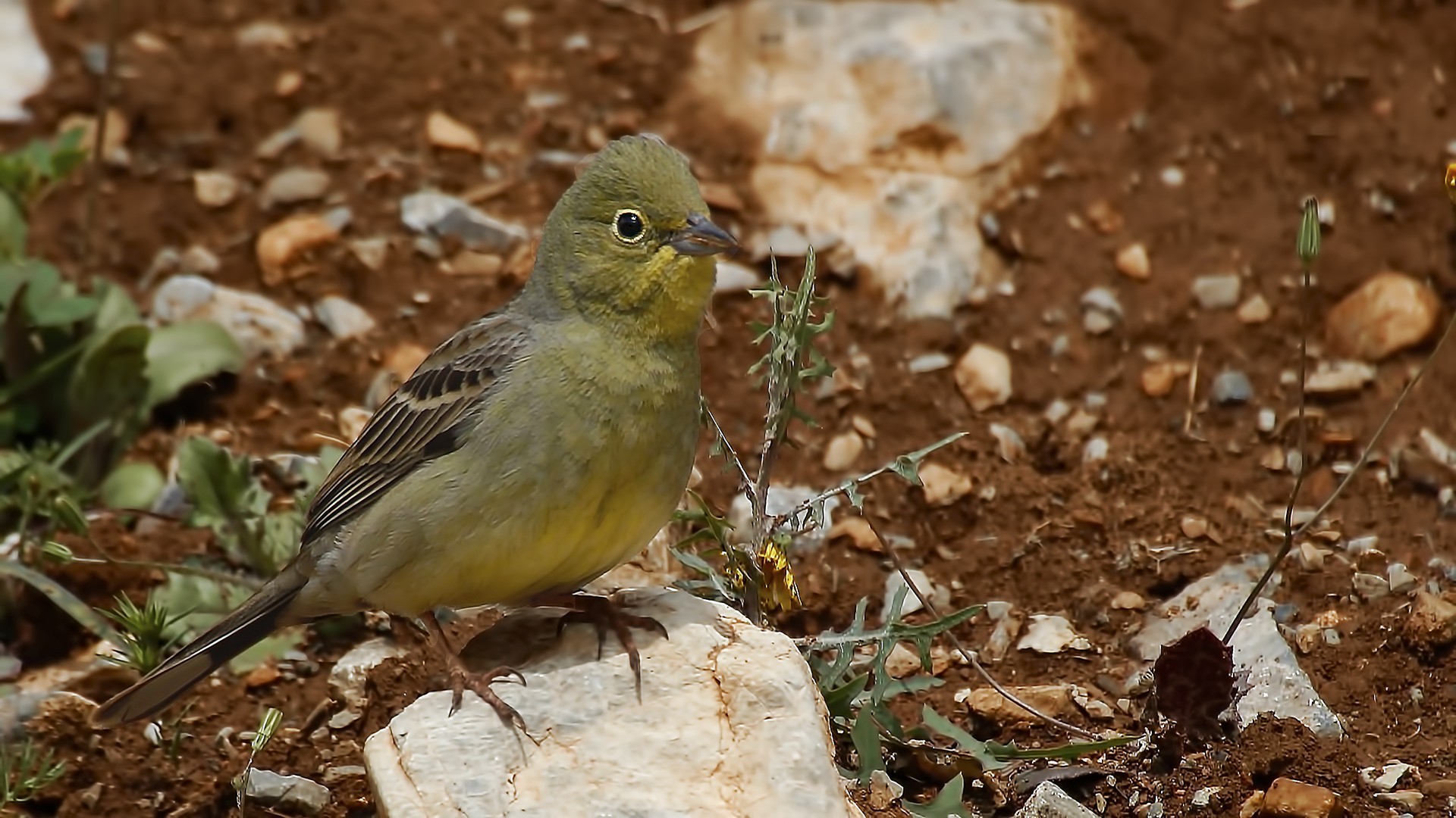 Cinereous Bunting
