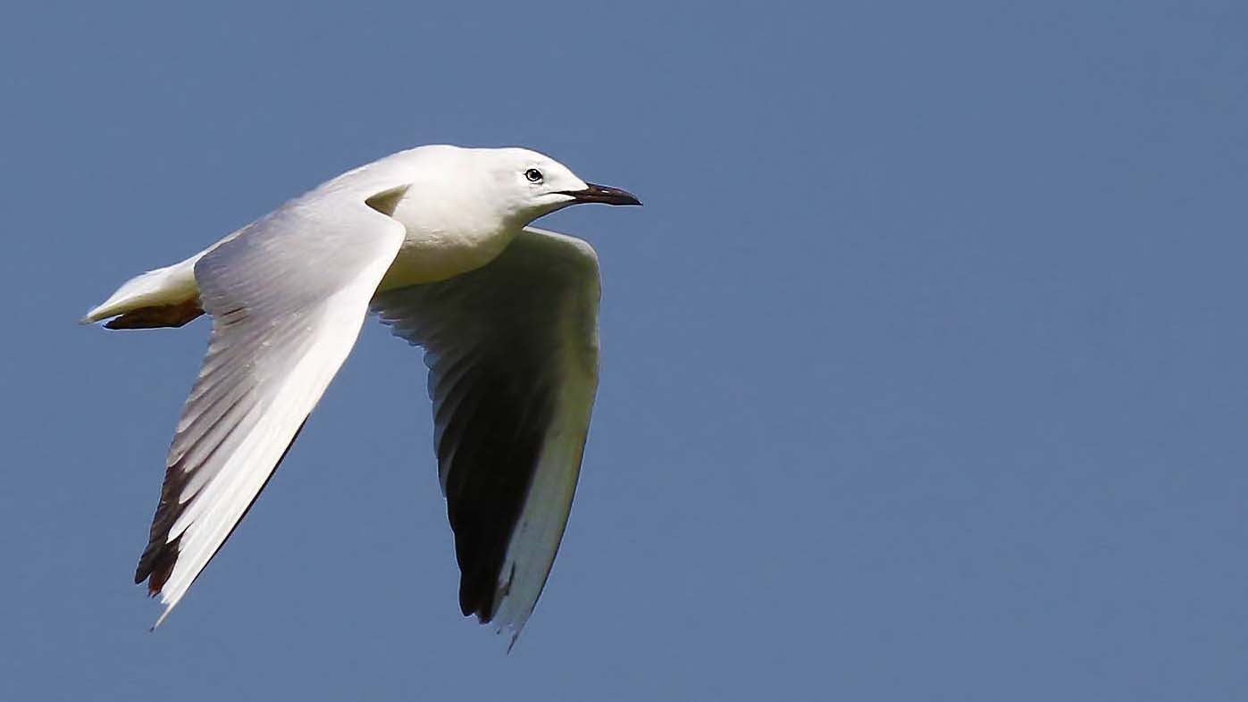 Slender-billed Gull