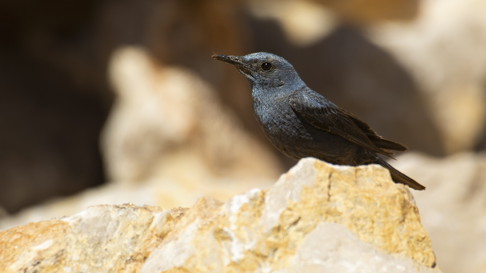 Blue Rock-Thrush