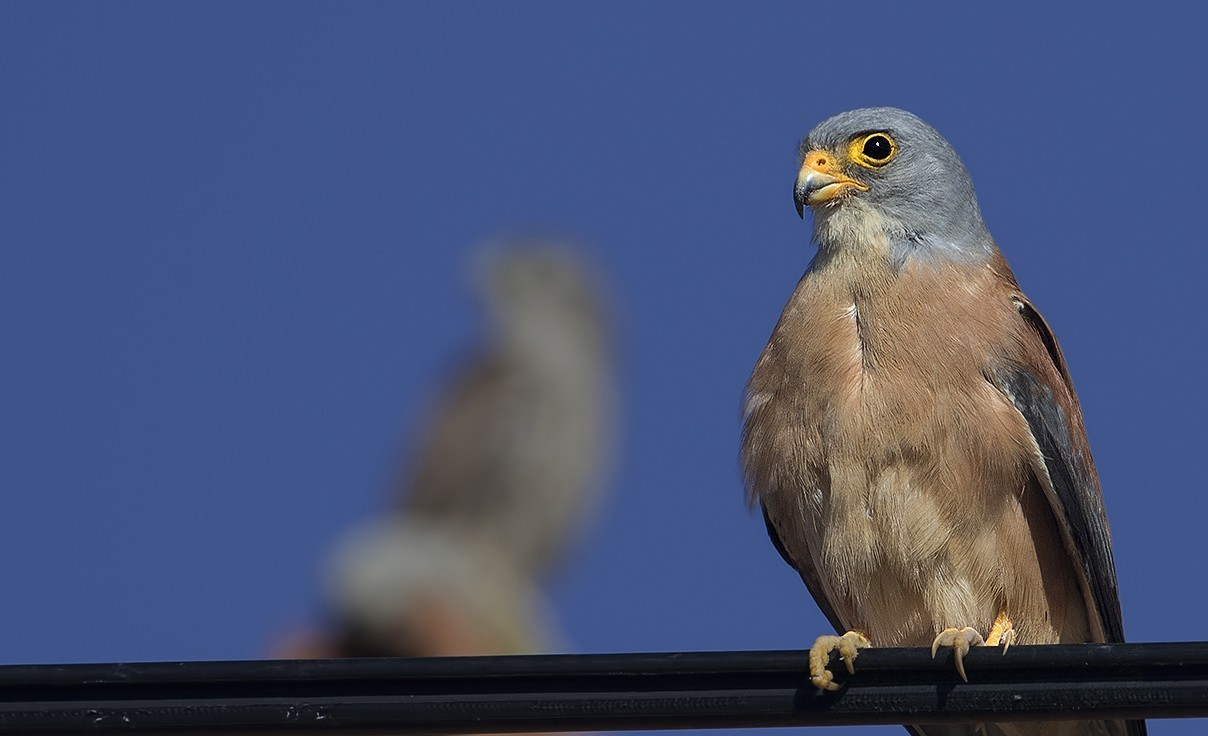 Lesser Kestrel