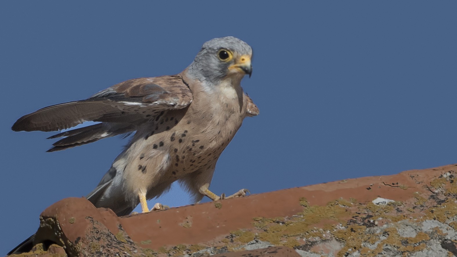 Lesser Kestrel