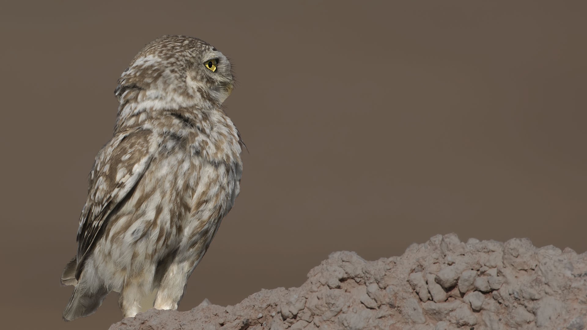 Little Owl