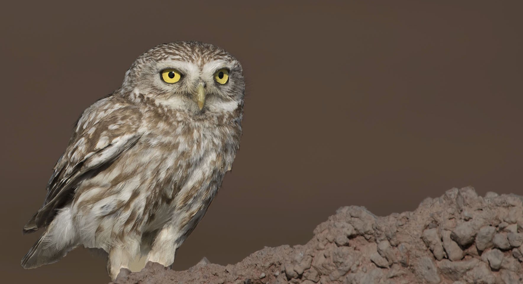 Little Owl