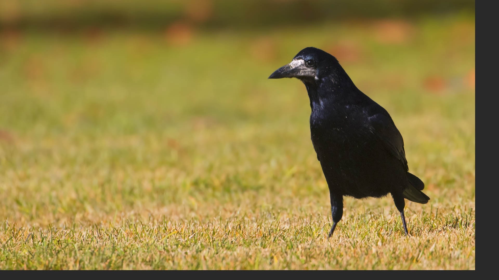 Rook