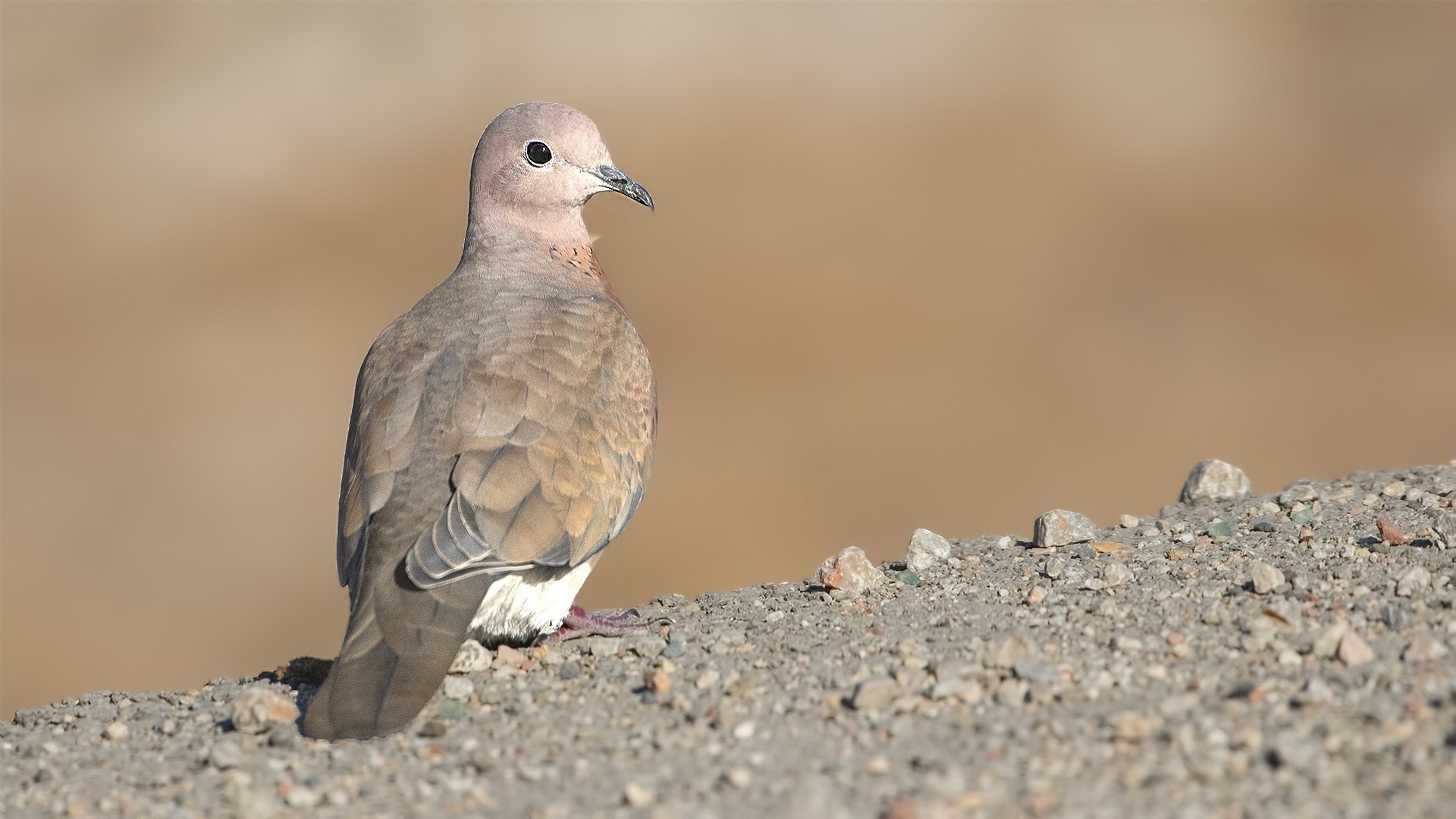 Laughing Dove