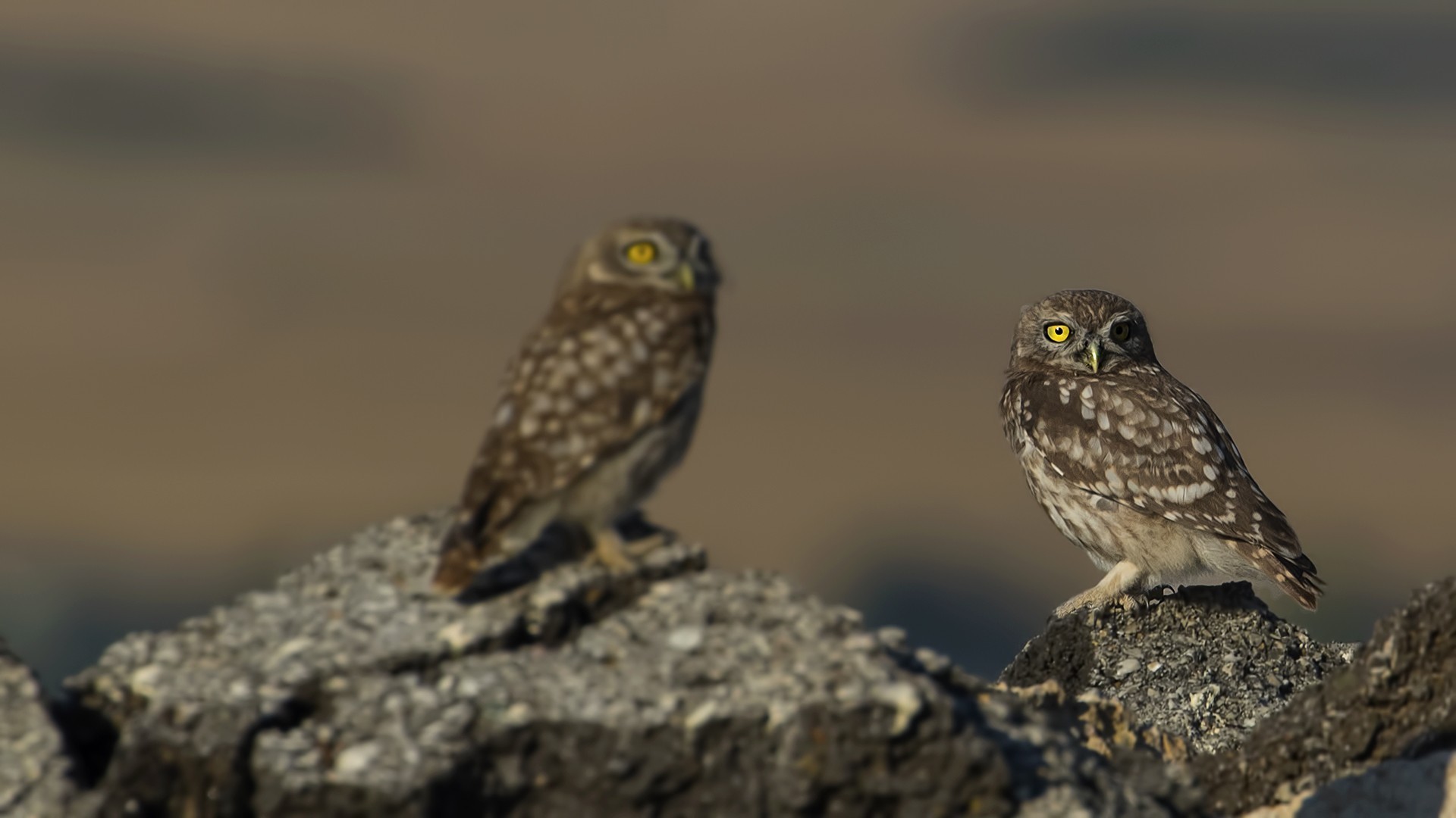 Little Owl