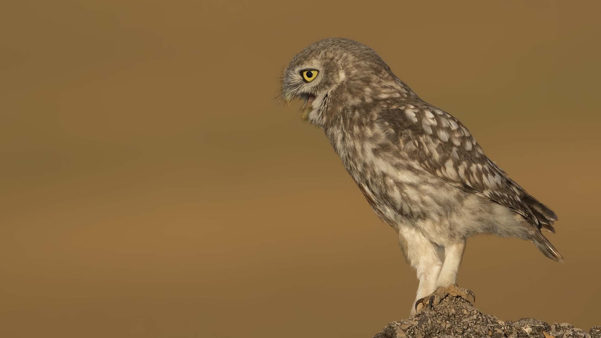 Little Owl