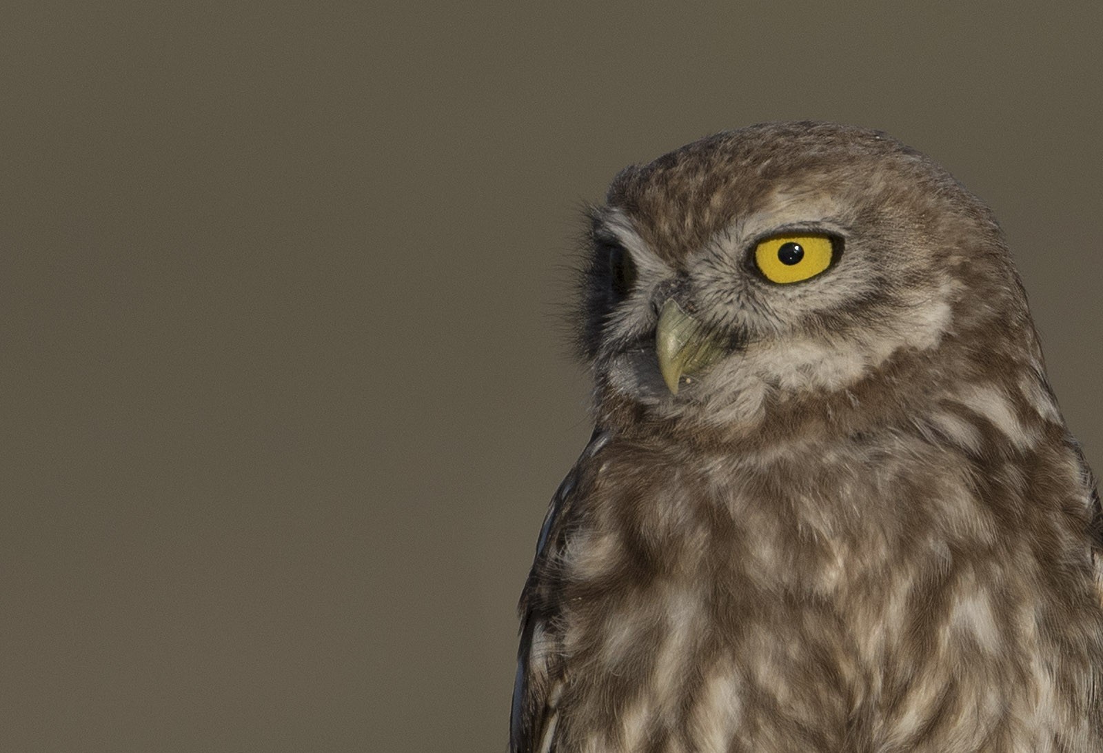 Little Owl