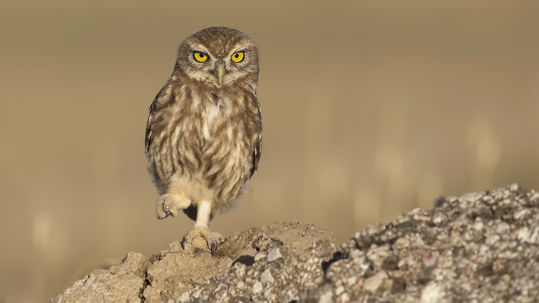 Little Owl
