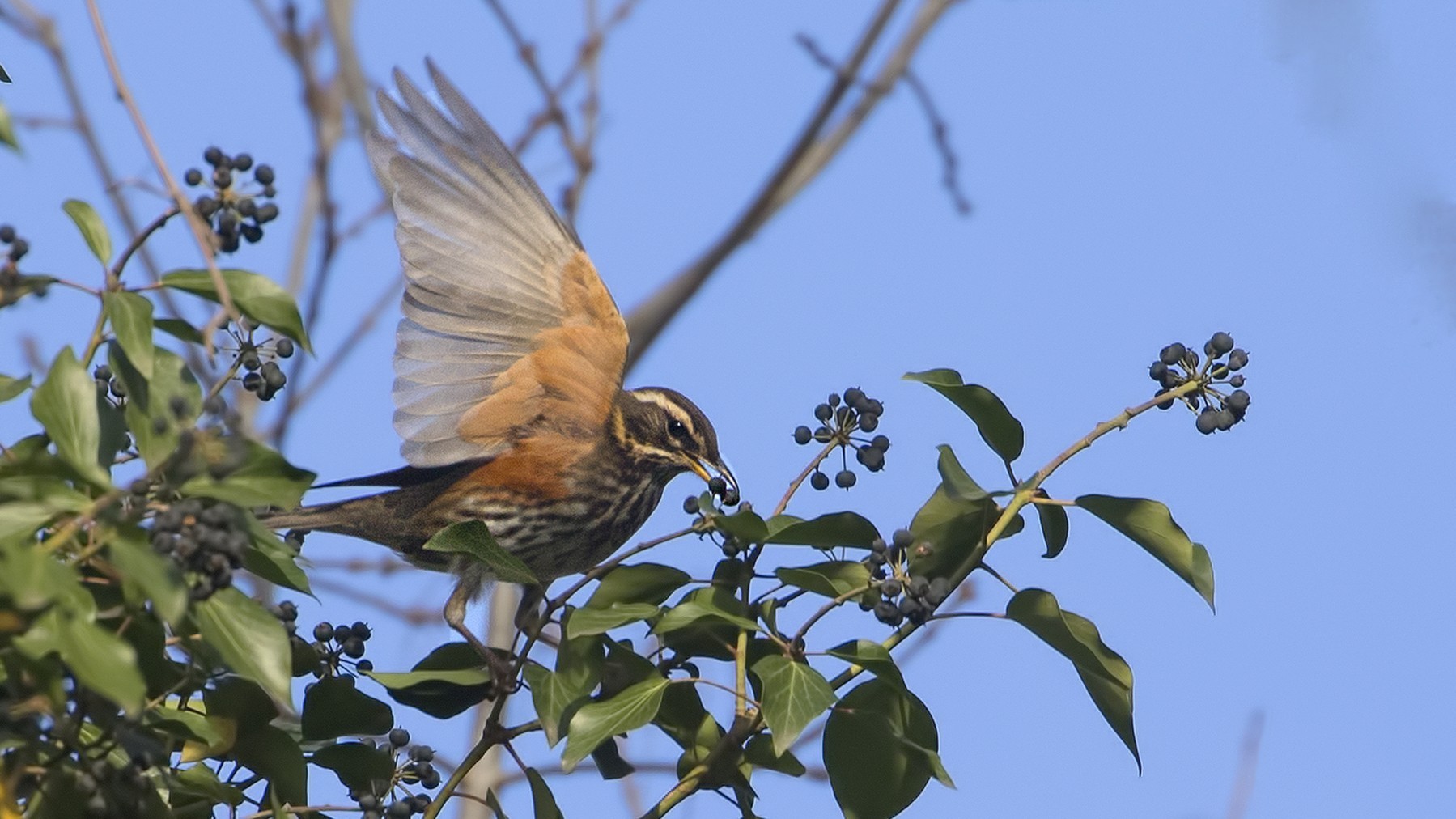 Redwing