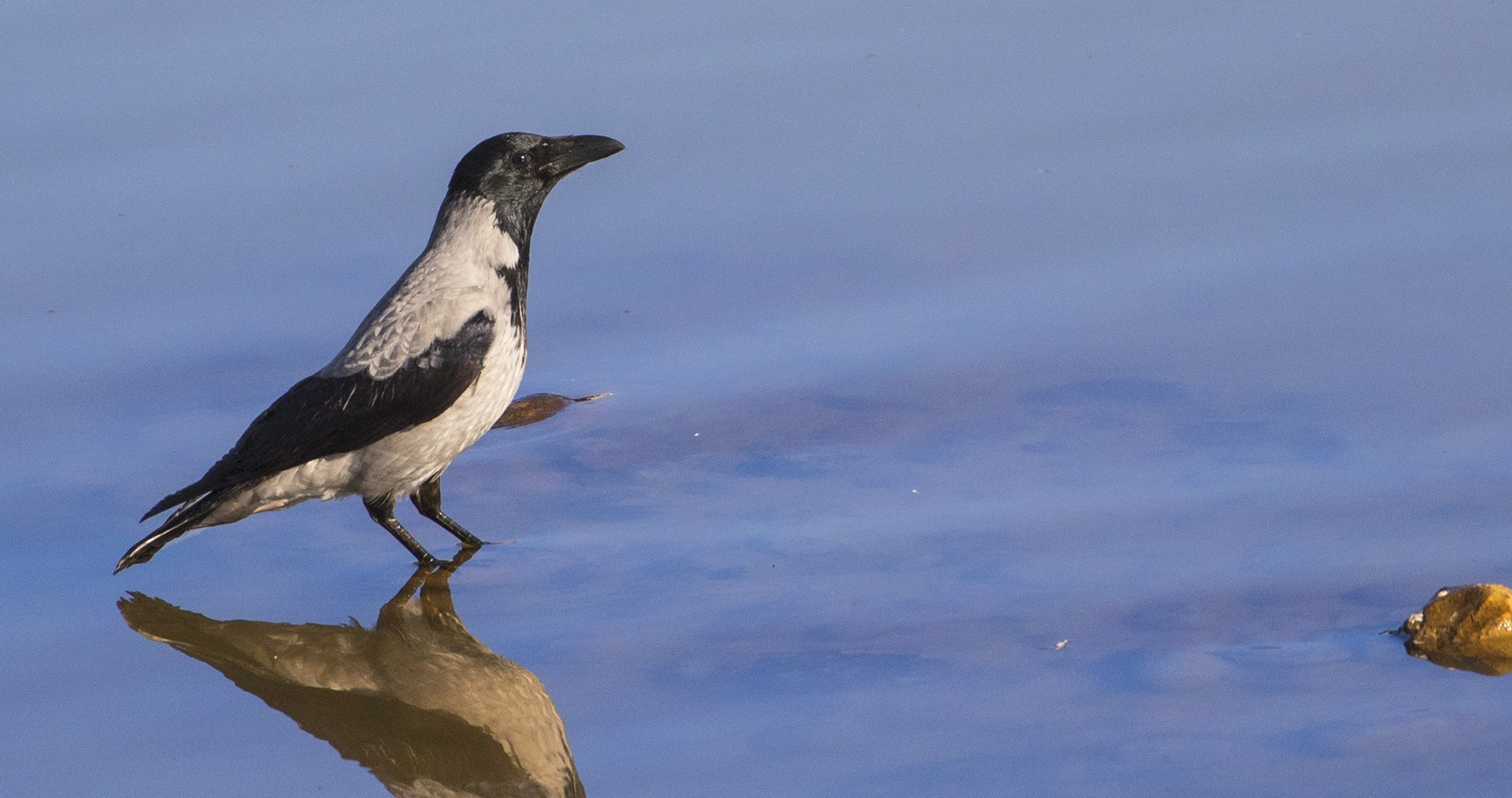 Hooded Crow