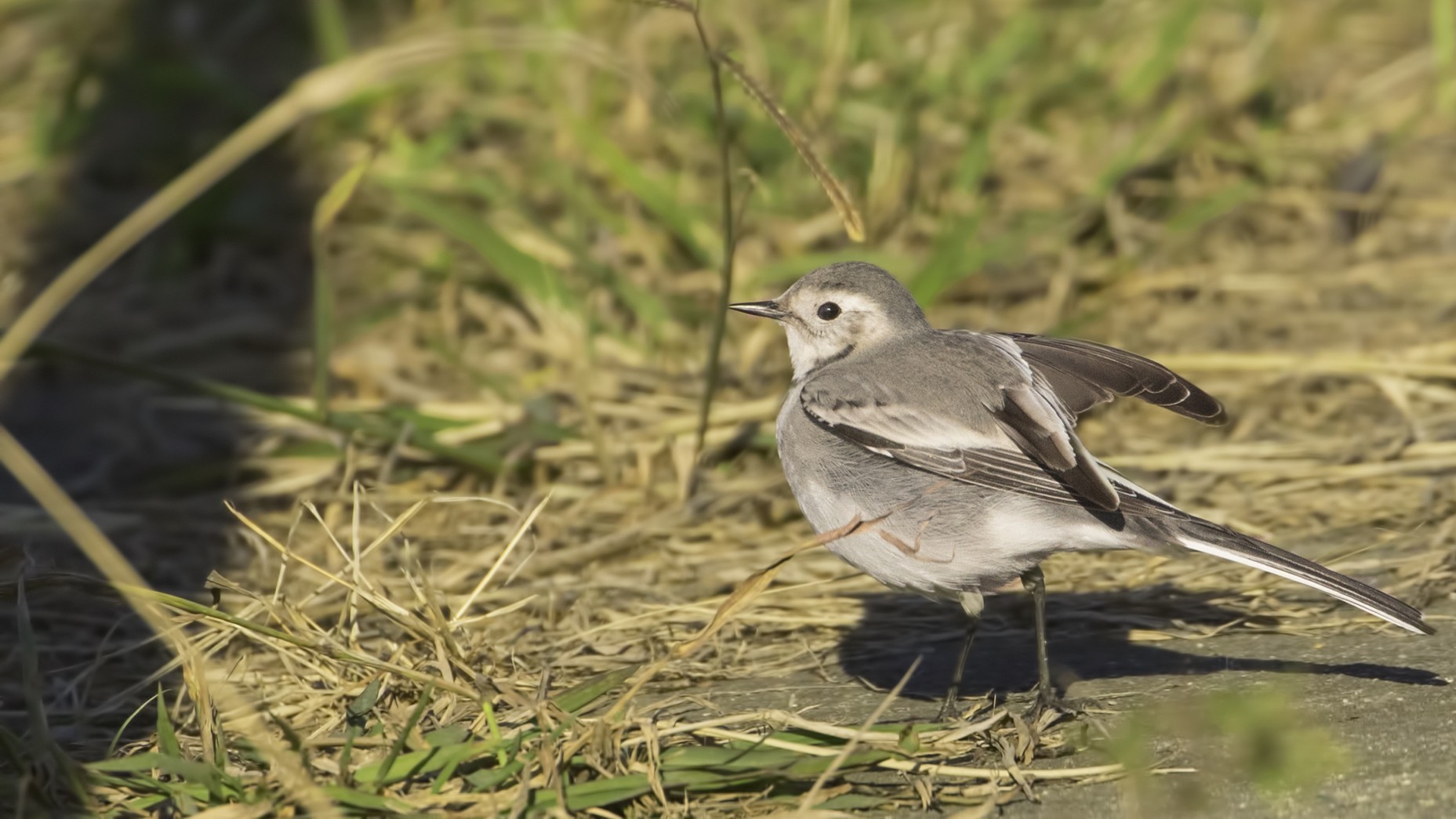 White Wagtail