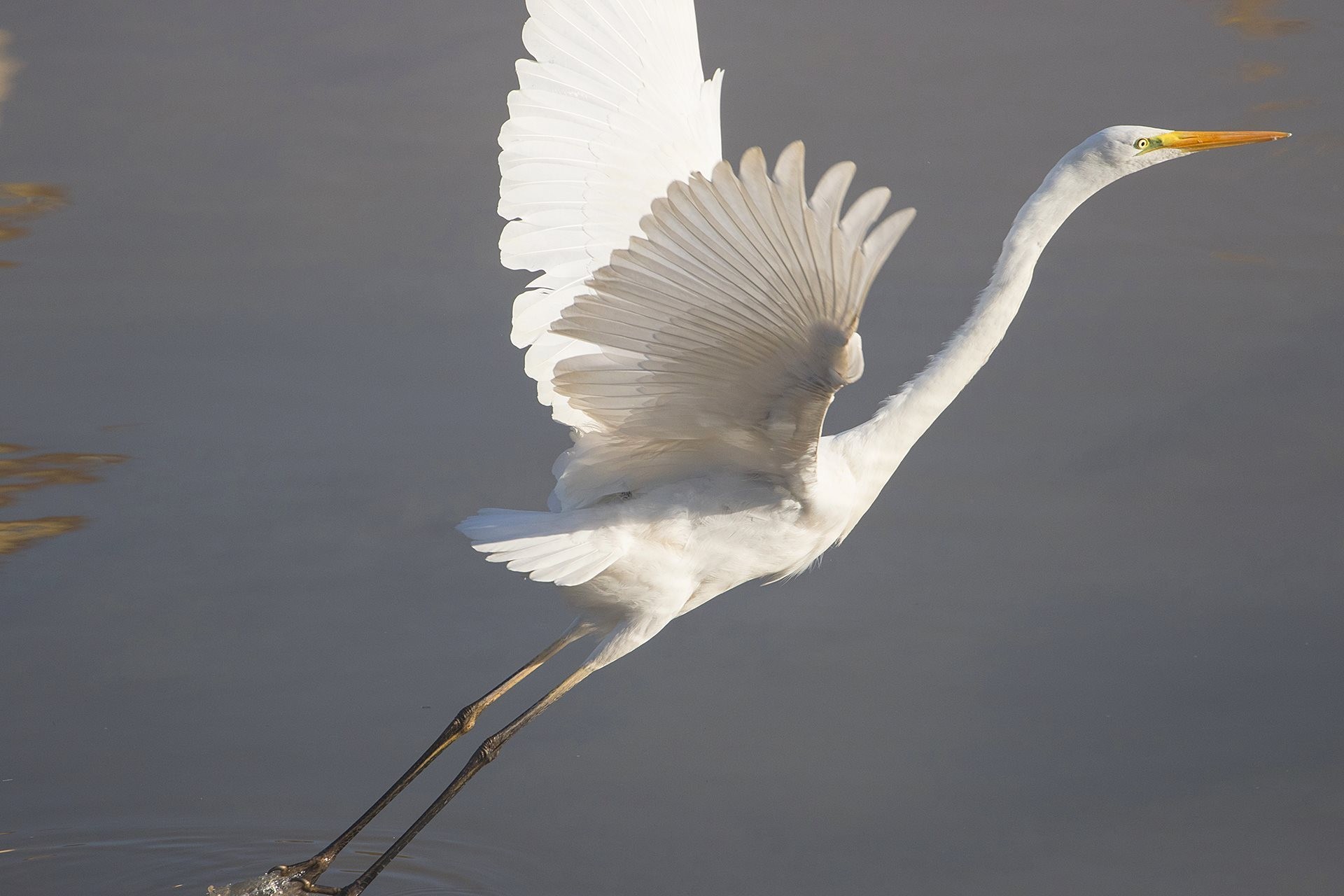 Great Egret