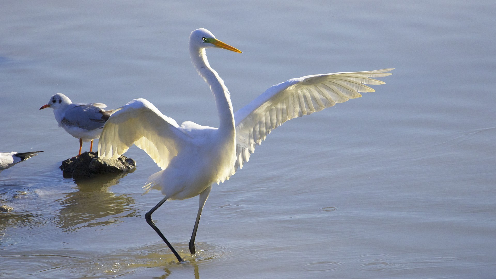 Great Egret