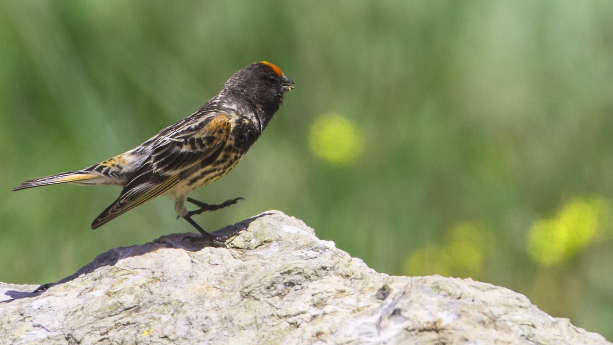 Fire-fronted Serin