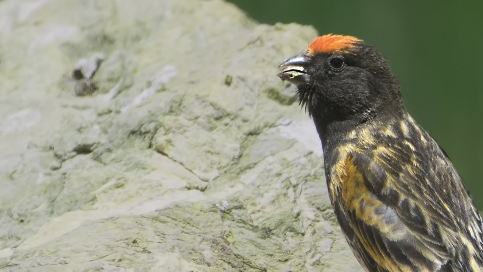 Fire-fronted Serin