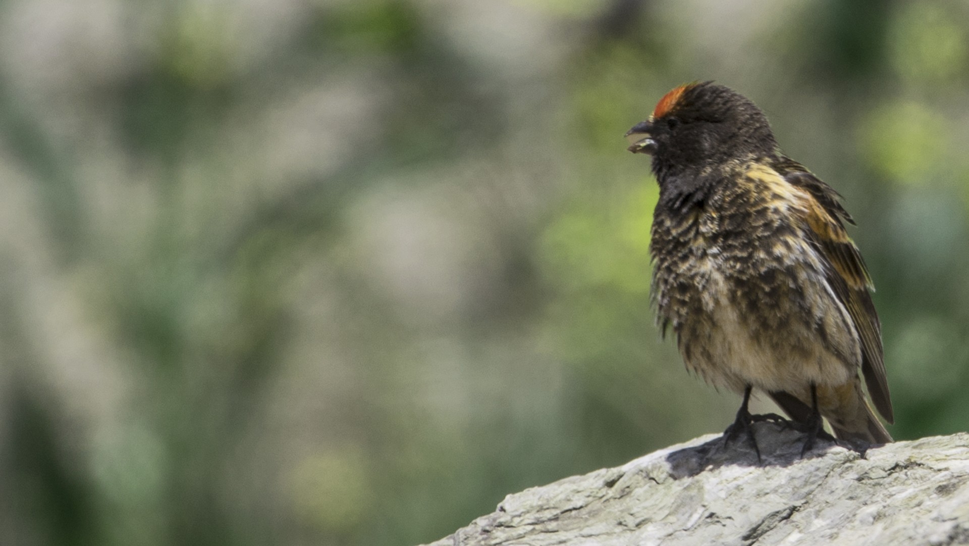 Fire-fronted Serin