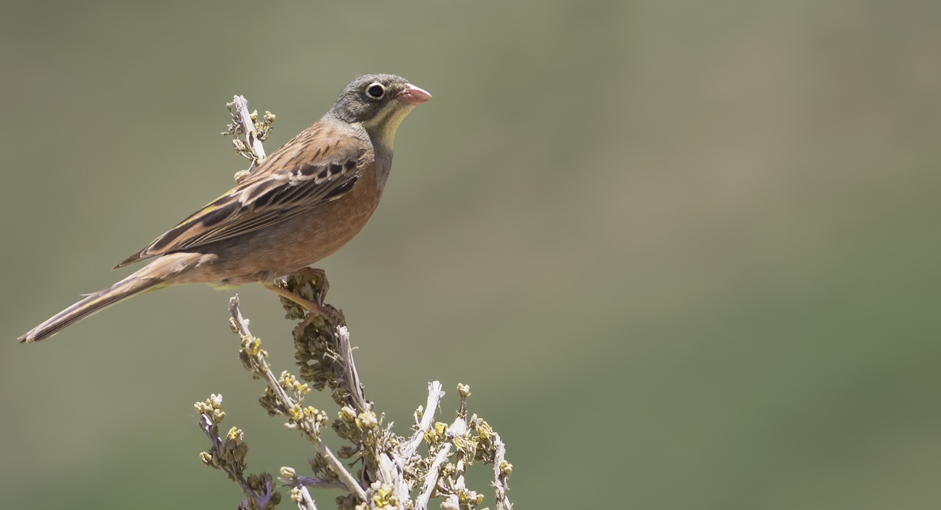 Ortolan Bunting