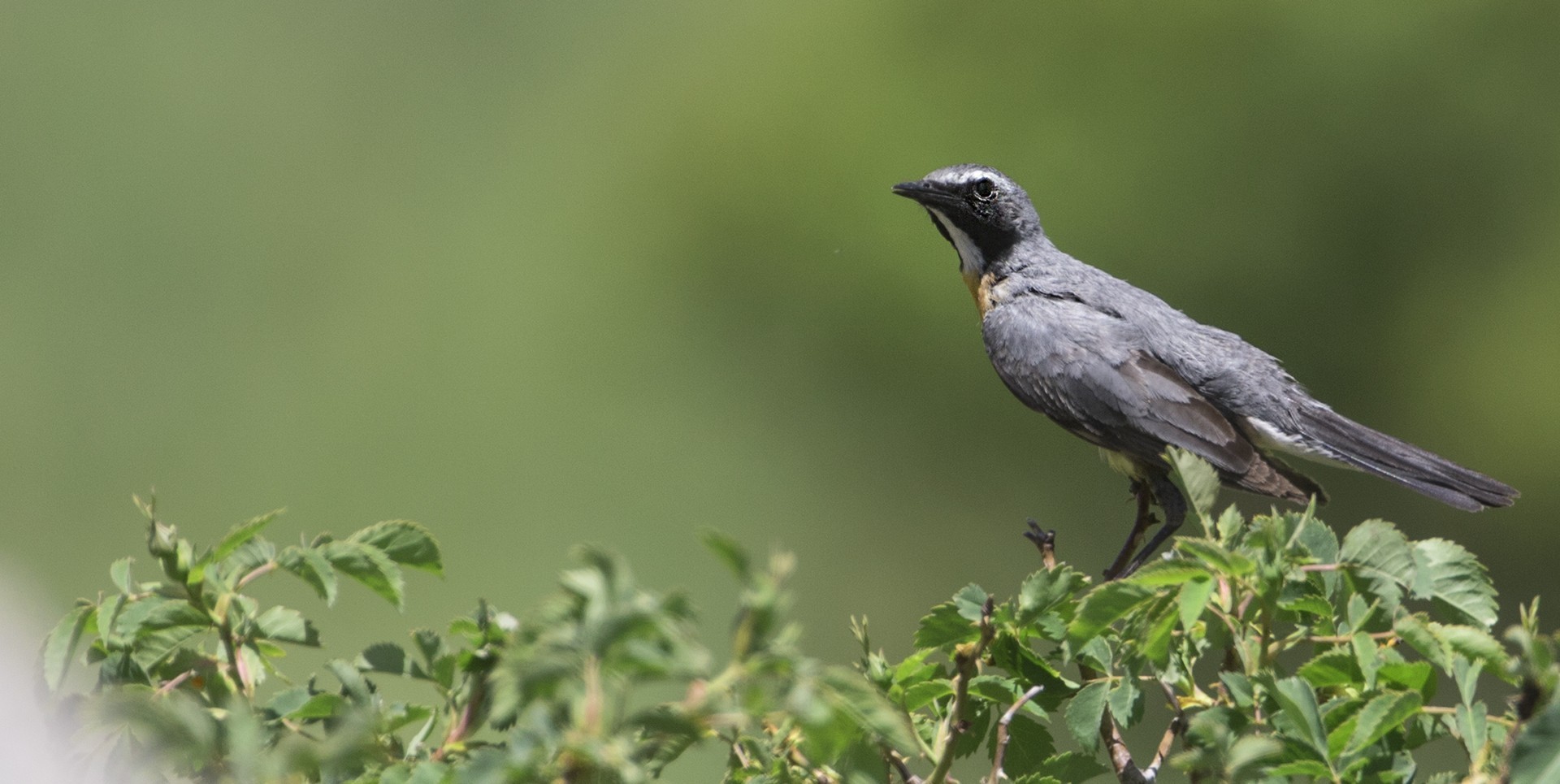 White-throated Robin