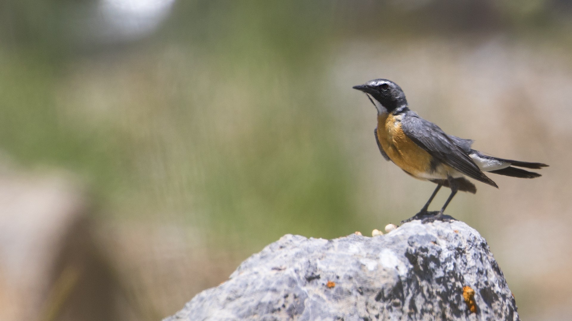 White-throated Robin