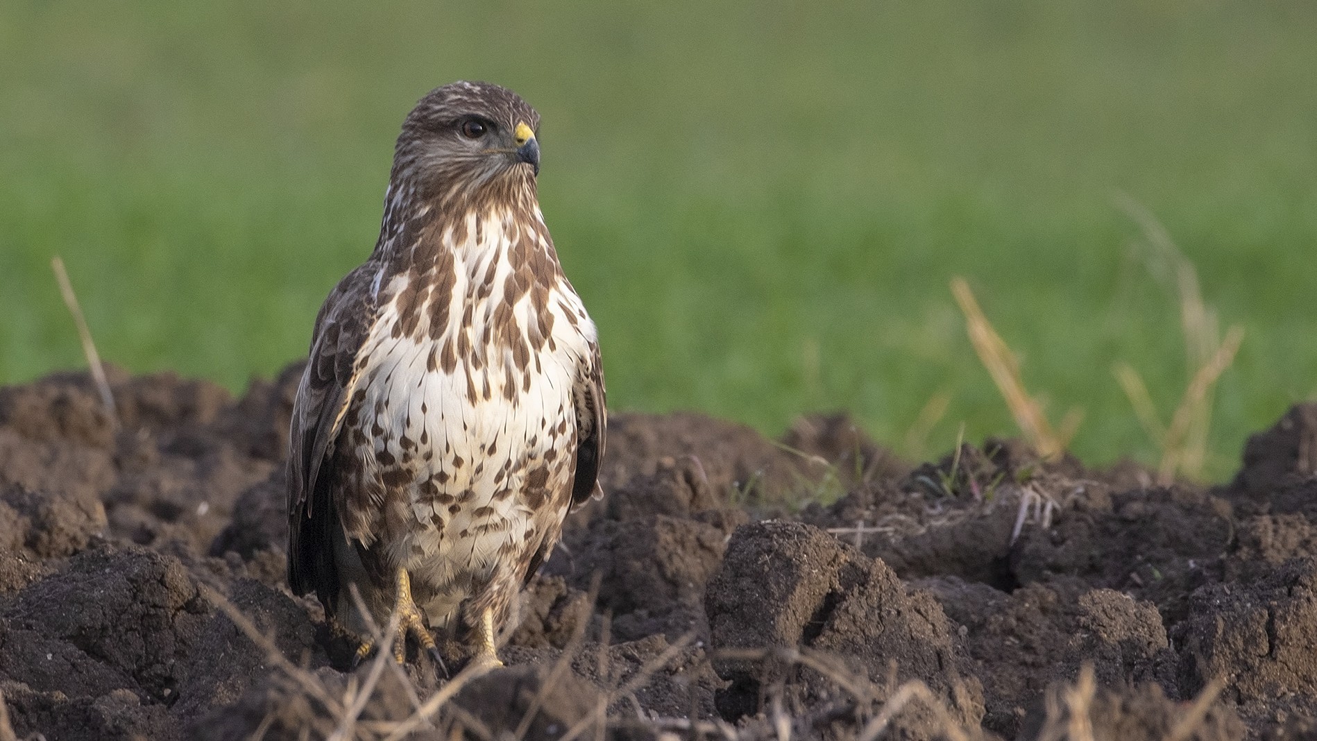 Long-legged Buzzard
