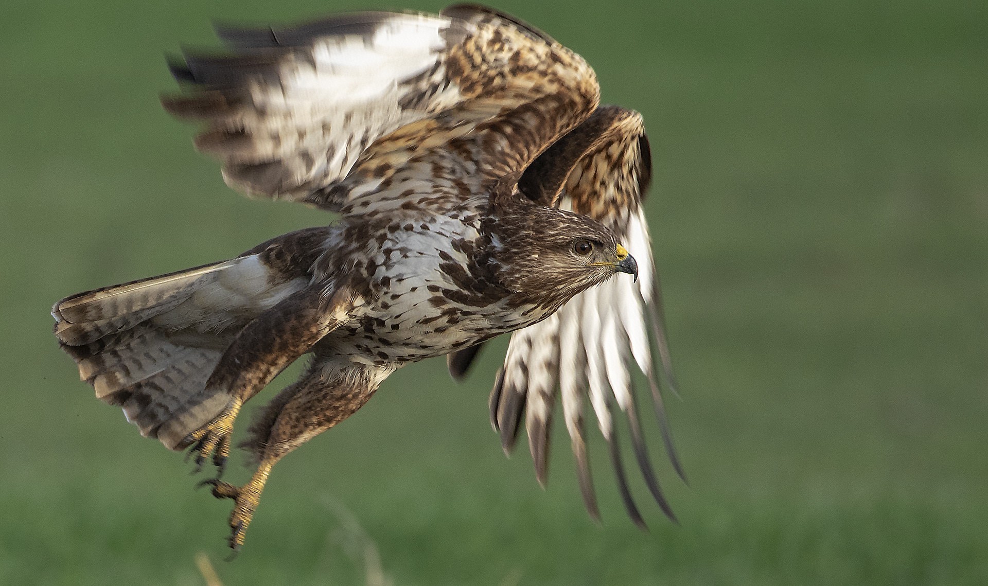 Long-legged Buzzard