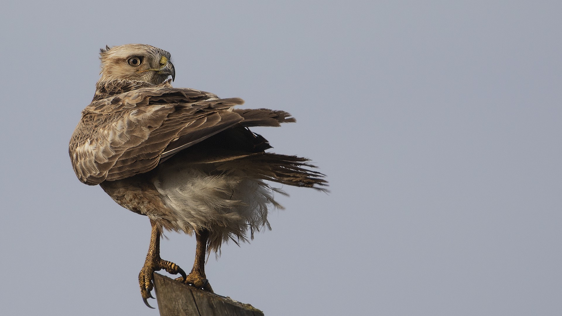 Long-legged Buzzard