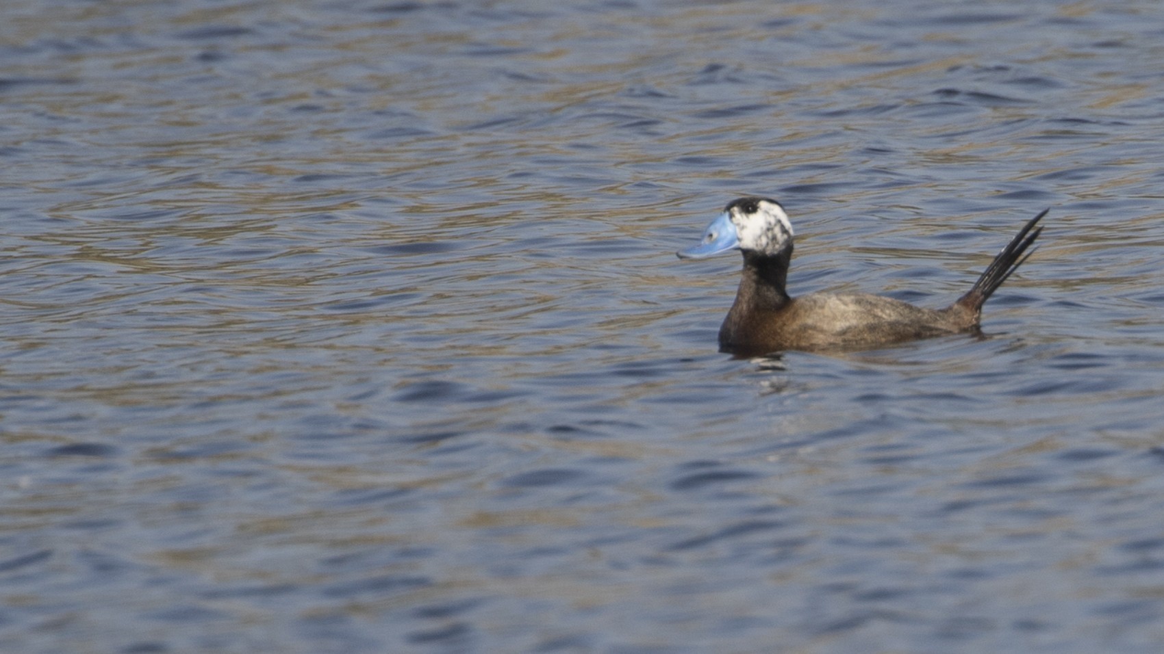 White-headed Duck