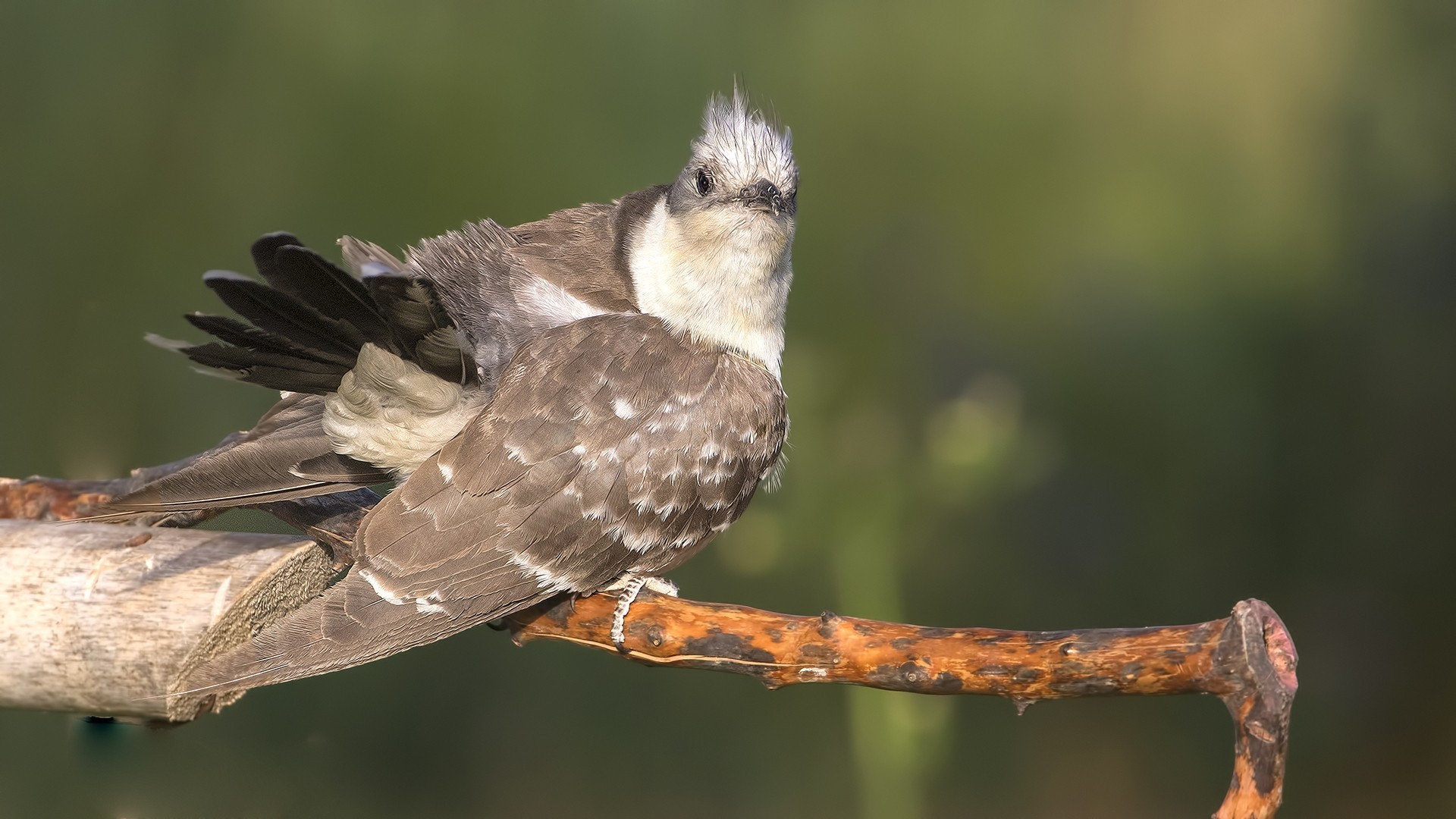 Great Spotted Cuckoo