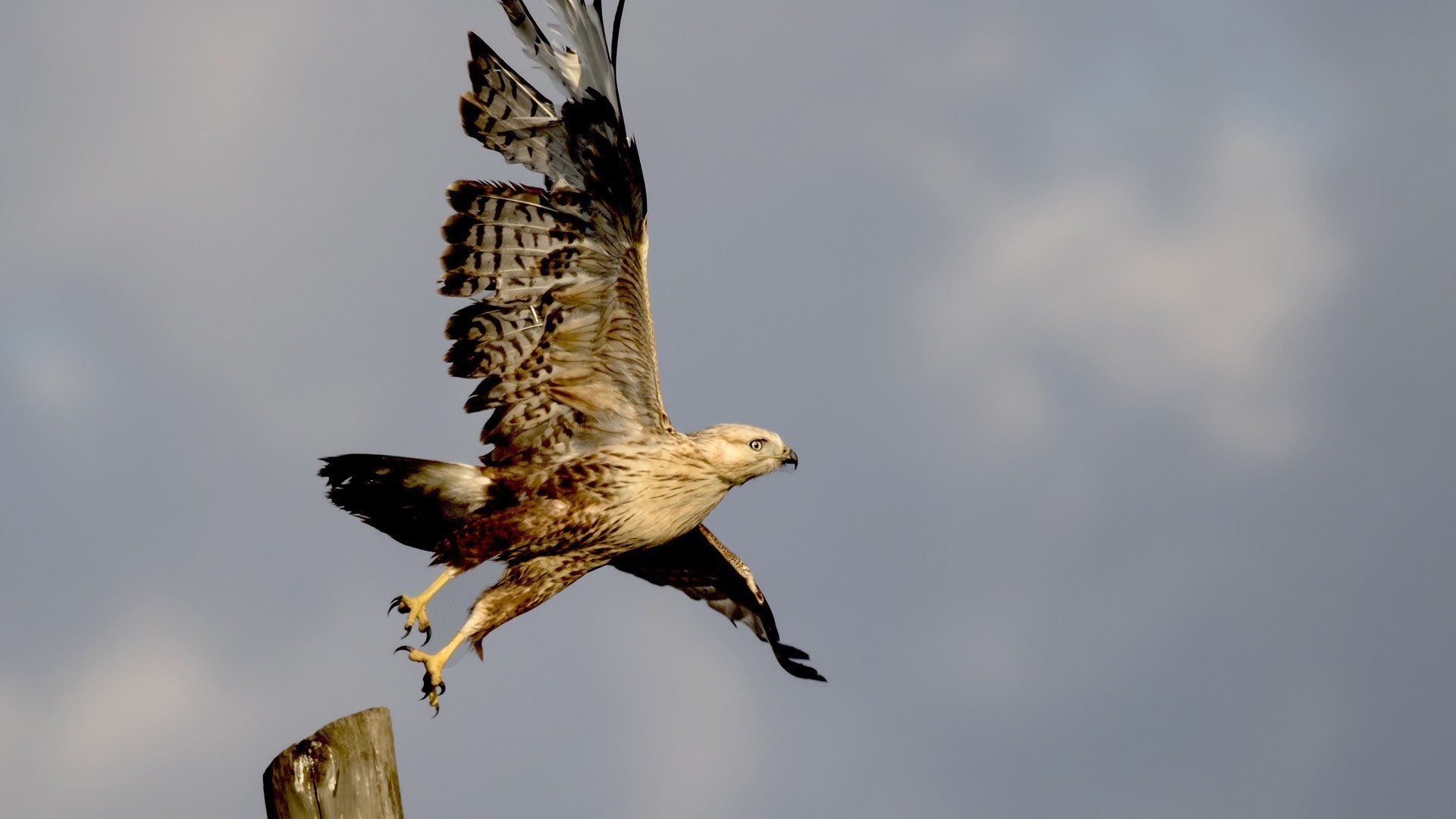 Long-legged Buzzard