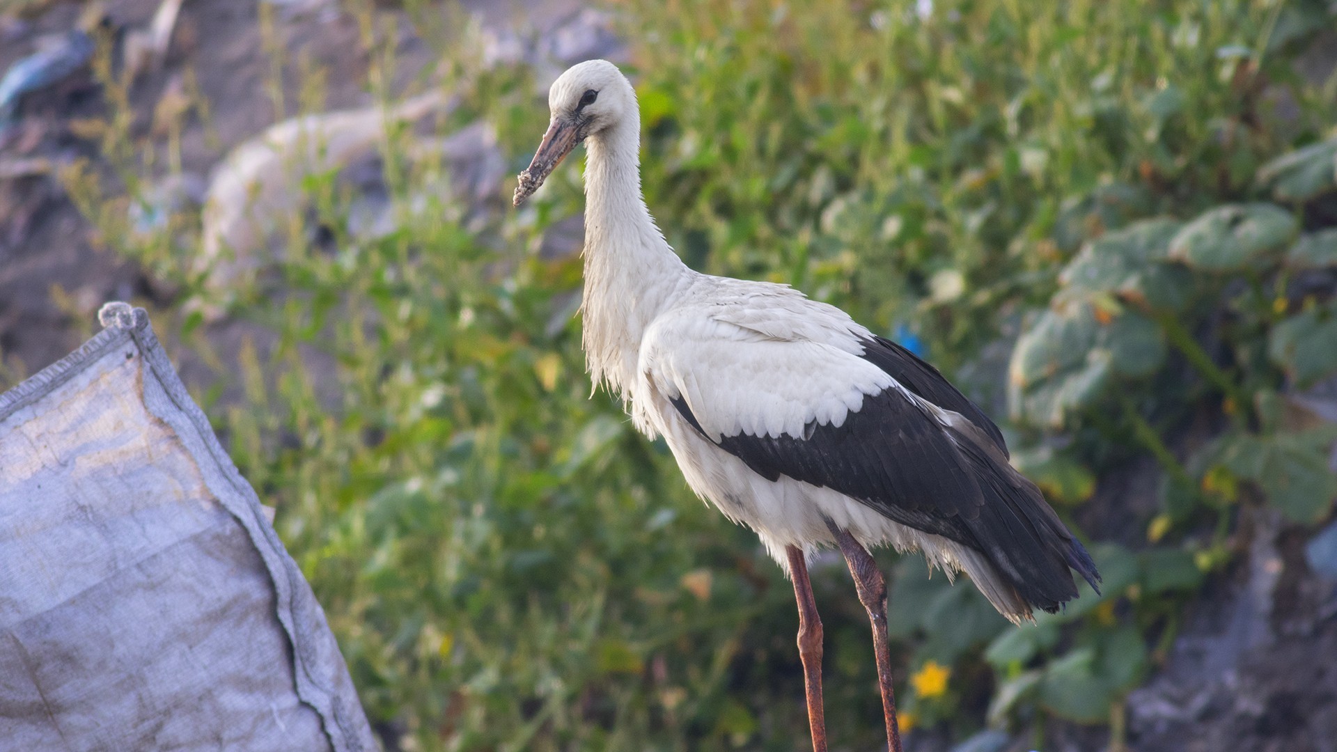 White Stork