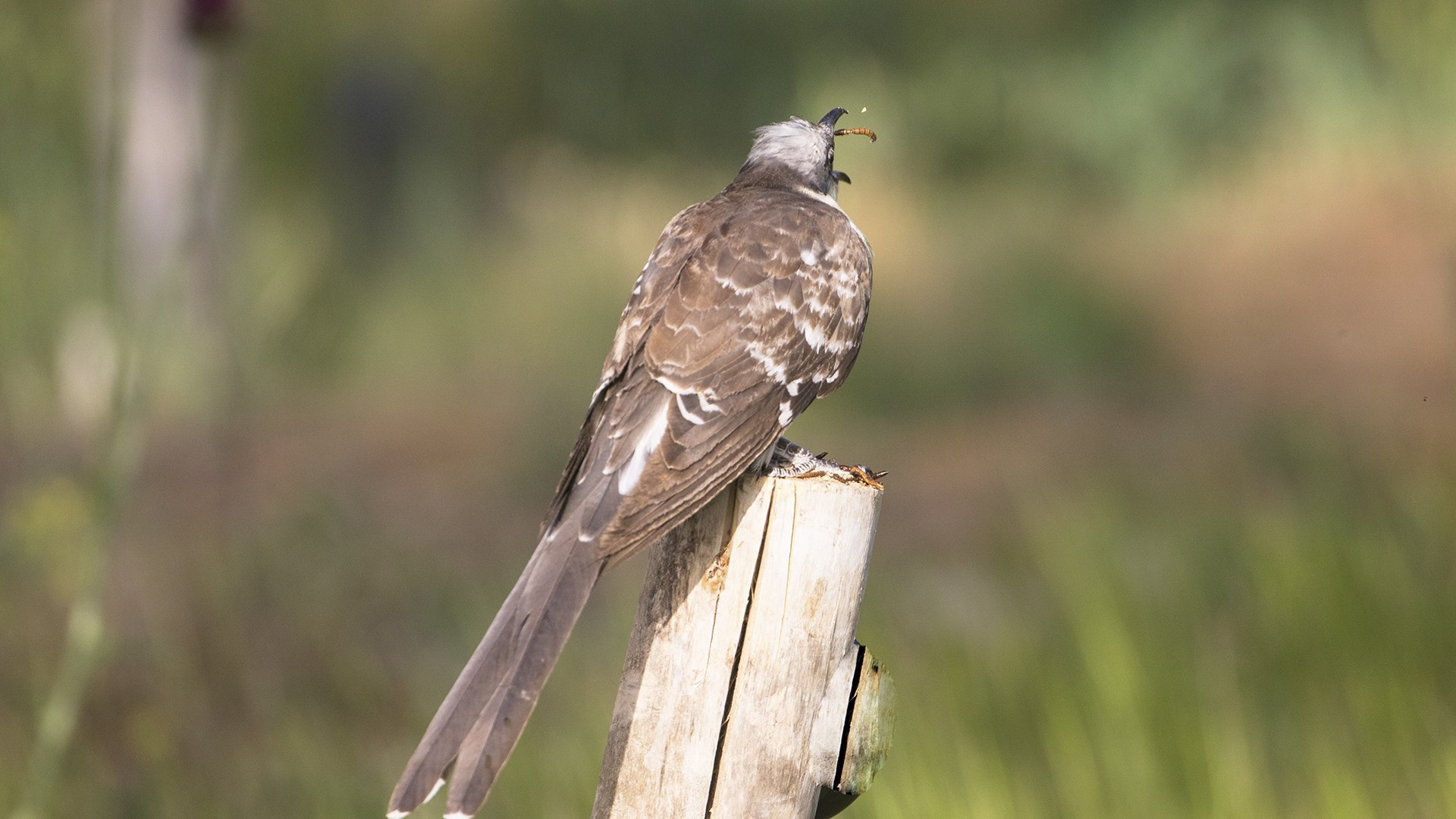 Great Spotted Cuckoo