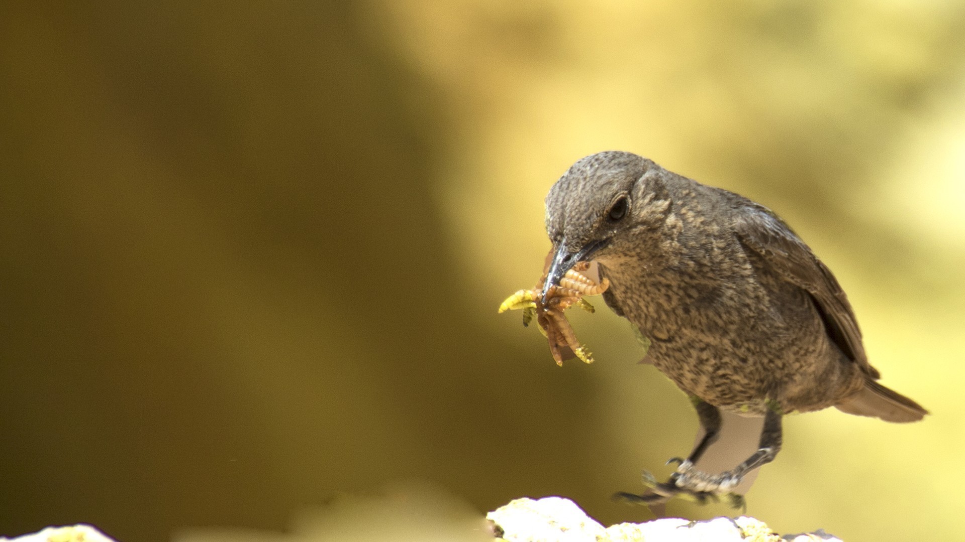 Blue Rock-Thrush
