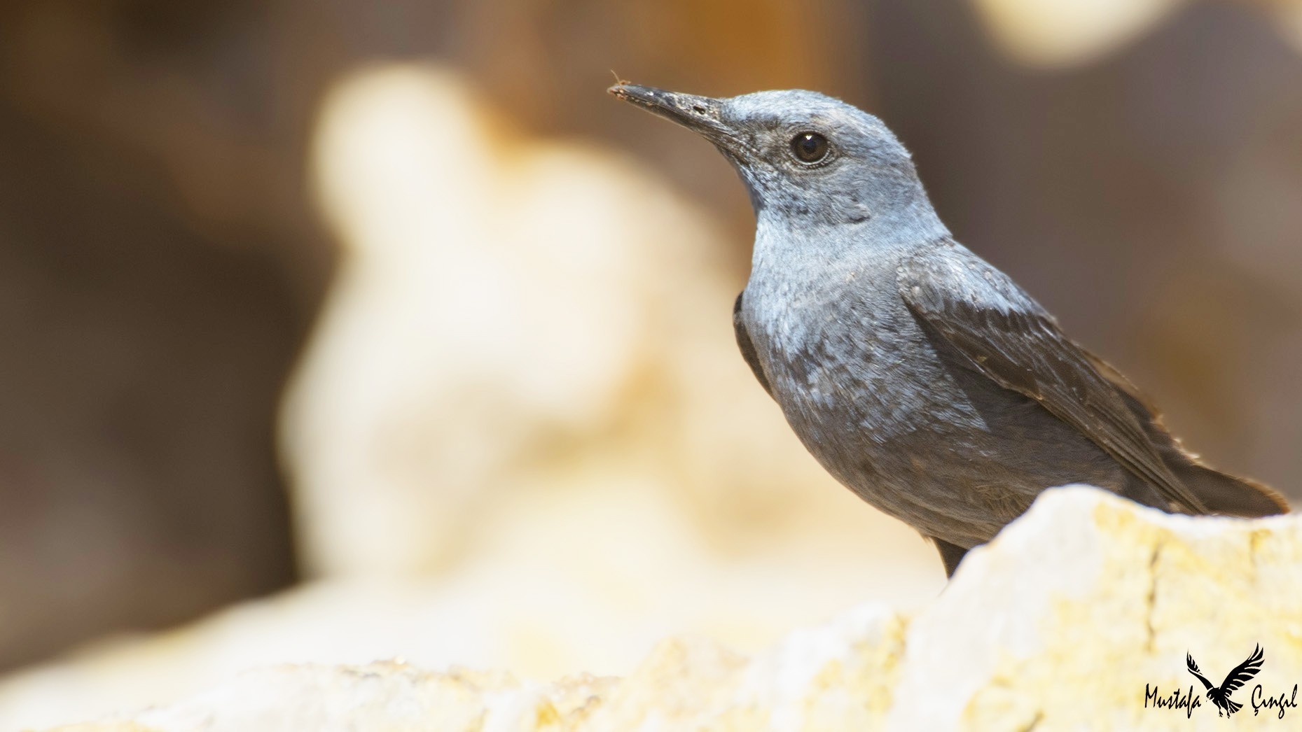 Blue Rock-Thrush