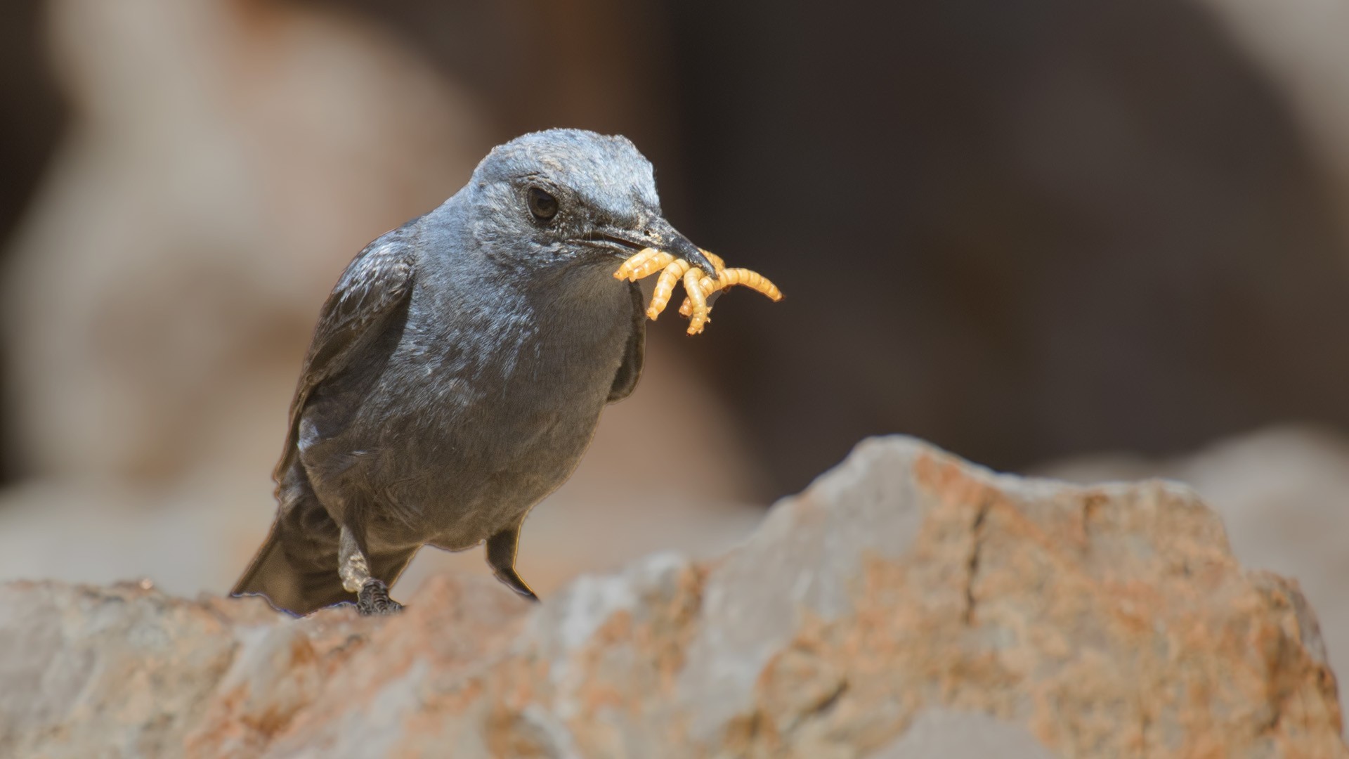 Blue Rock-Thrush