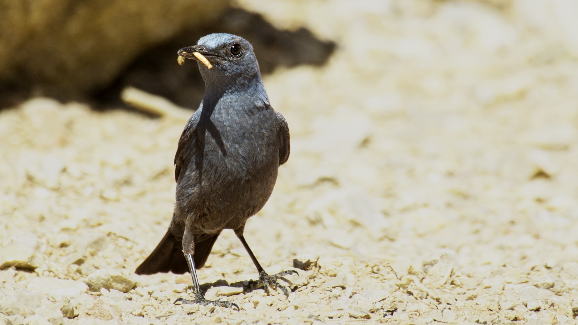 Blue Rock-Thrush