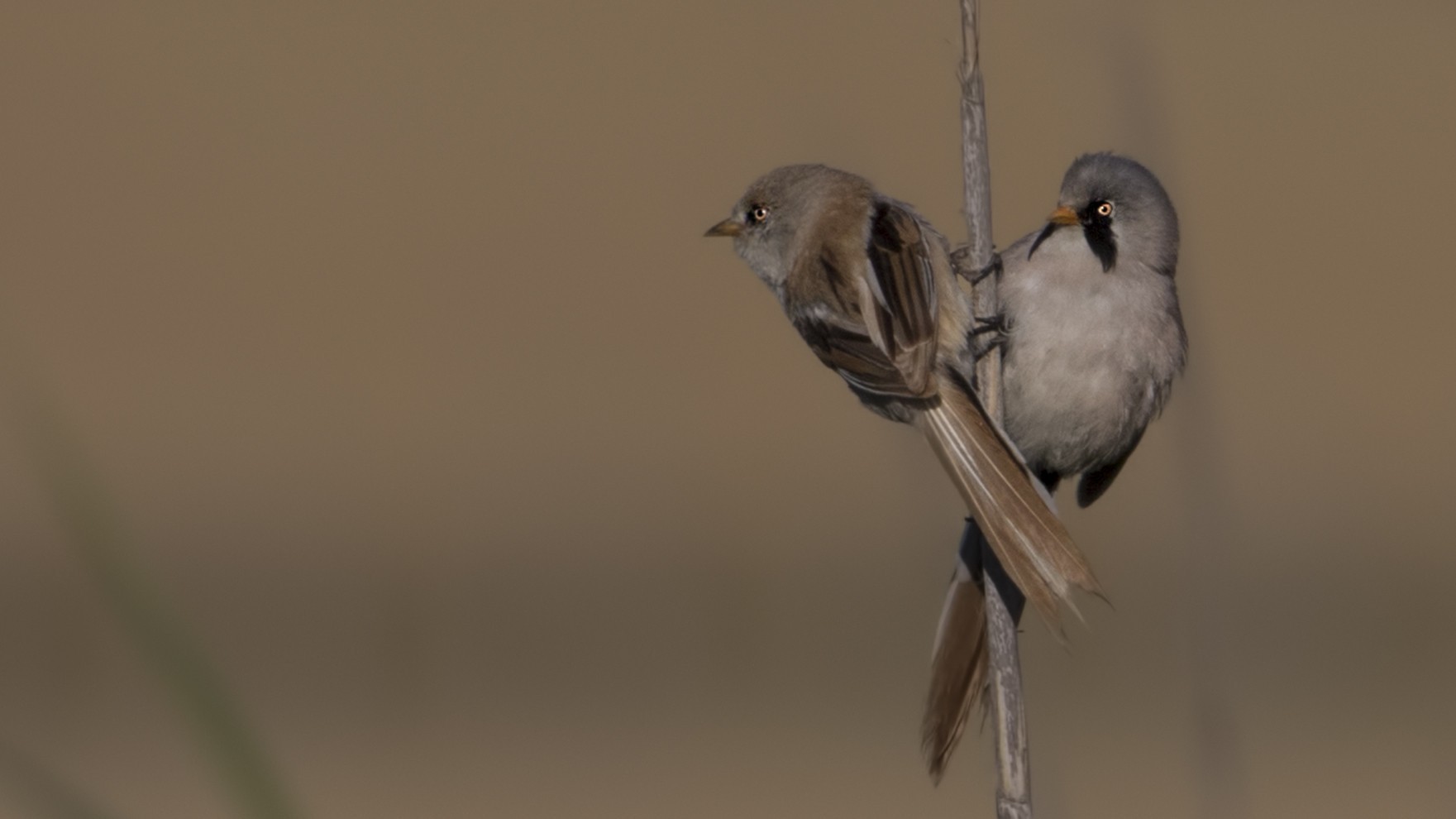 Bearded Reedling